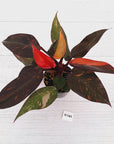 Philodendron 'Orange Princess'