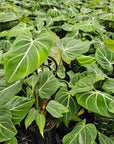 Philodendron gloriosum