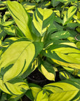Ctenanthe pilosa 'Golden Mosaic'