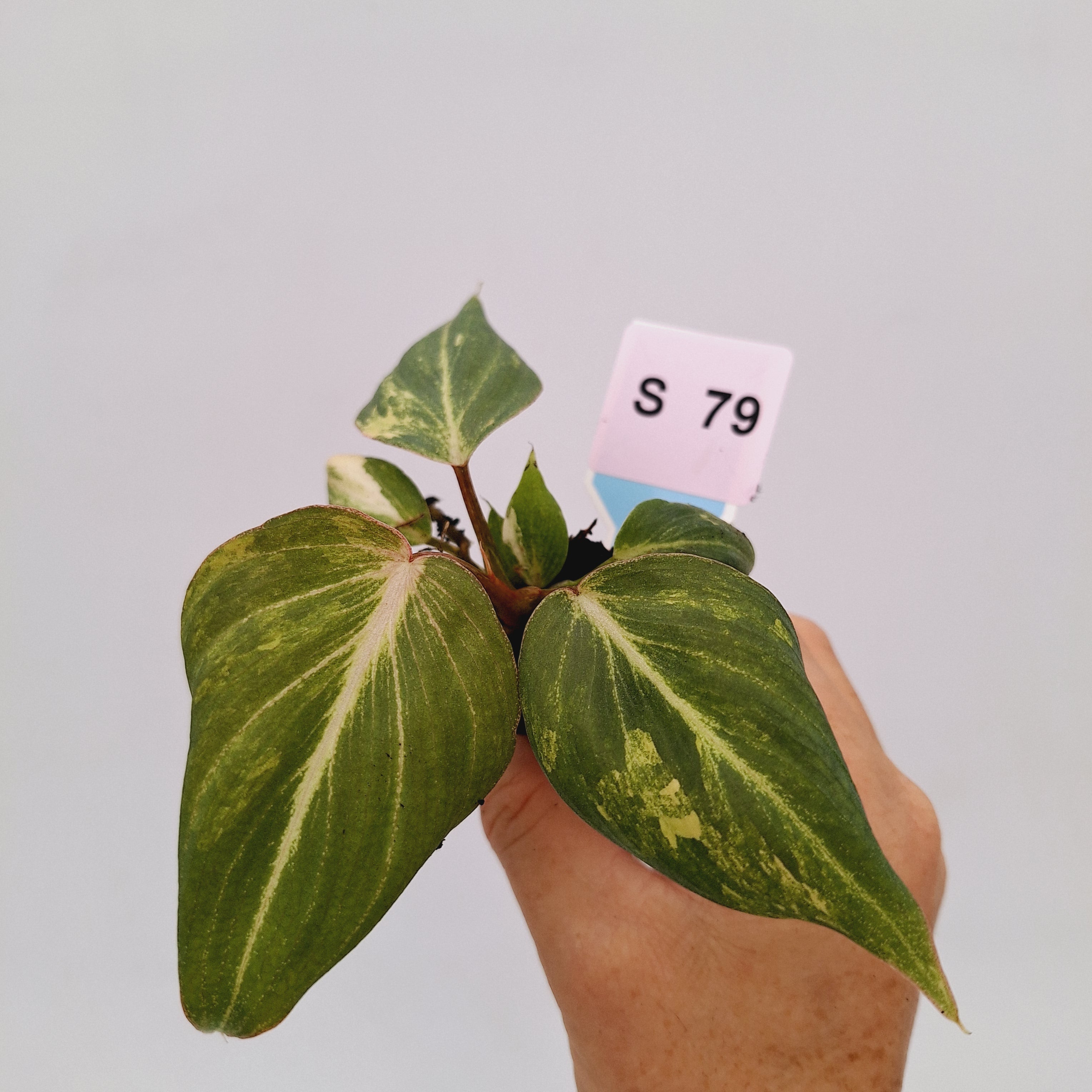 Philodendron gloriosum  variegata - Bare Bottom Baby