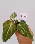Philodendron gloriosum  variegata - Bare Bottom Baby