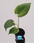 Monstera Deliciosa 'Mint'