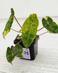 Philodendron billietiae Variegata