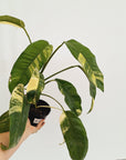 Epipremnum giganteum ‘Variegata’
