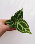 Anthurium Dorayaki - Bare Bottom Baby