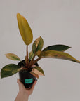 Philodendron 'Rojo Congo Variegated' 125mm - SALE
