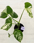 Monstera borsigiana 'Albo'