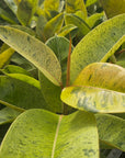 Ficus elastica 'Shivereana'