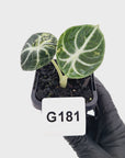 Alocasia reginula 'Ninja Variegata'