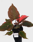 Homalomena rubescens Flaming Red Variegata