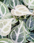 Anthurium Dorayaki - Bare Bottom Baby