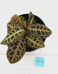 Labisia beccarii 'Turtle Back'