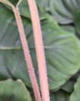 Homalomena rubescens Magical Pattern - Bare Bottom Baby