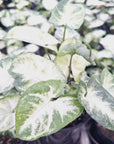 Syngonium podophyllum Pixie