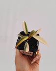 Philodendron erubescens Strawberry Shake