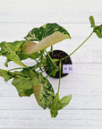 Syngonium podophyllum Confetti Tricolour
