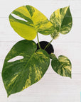 Monstera deliciosa Aurea 'Yellow Marilyn'