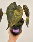 Alocasia ‘wentii’ Variegated - Sale