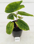 Alocasia 'Morocco' Variegated - SALE