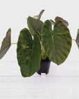 Alocasia ‘wentii’ Variegated - Sale