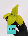 Homalomena rubescens Golden Hibiscus’ SALE