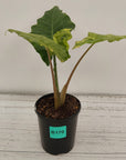 Alocasia Portora Variegata - SALE