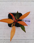 Philodendron 'Orange Princess'
