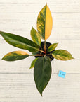 Philodendron 'Rojo Congo Variegated' 125mm