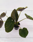 Alocasia ‘wentii’ Variegated - Sale