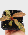 Philodendron 'Orange Princess'