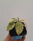 Homalomena humilis 'Silver Silk' Variegata