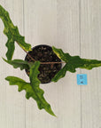 Alocasia sp. ‘Sabrina’ Aurea