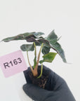 Alocasia ‘Loco’- Bare Bottom Baby - SALE