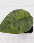 Alocasia melo 'Rhino Skin' Variegata