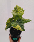 Alocasia Portora Variegata - SALE