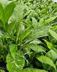 Spathiphyllum floribundum 'Jet Diamond'