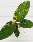 Philodendron Green Congo Variegata (Nuclear)