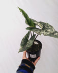 Alocasia ‘Simpo Albo’ Variegata - SALE