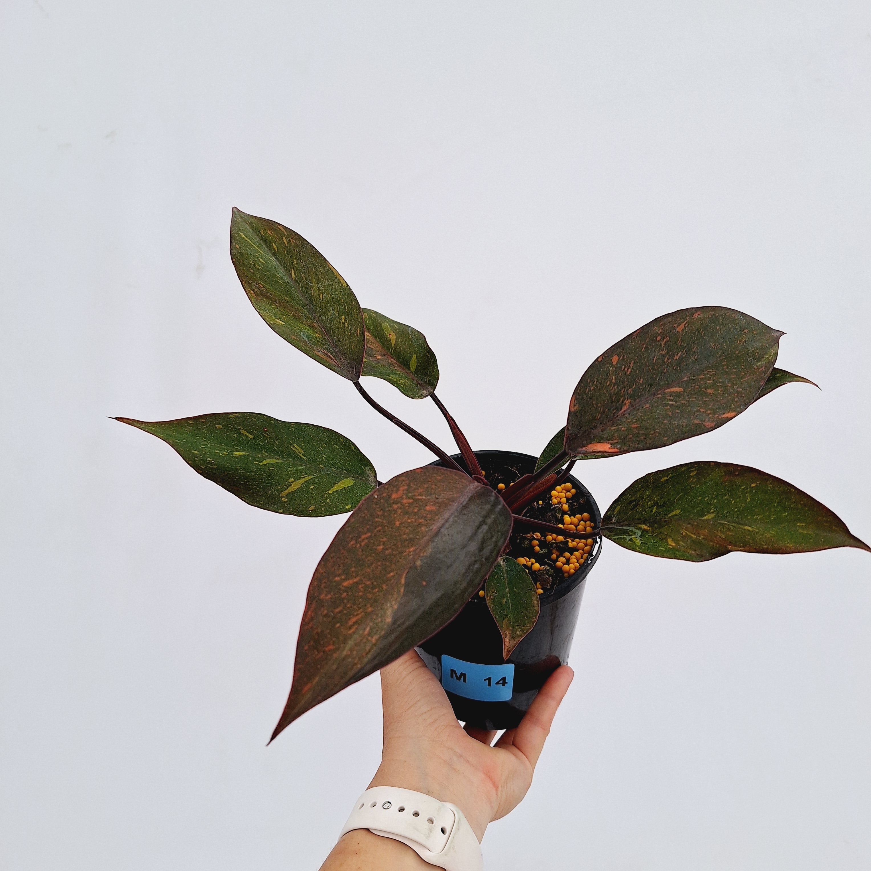 Philodendron 'Orange Princess'
