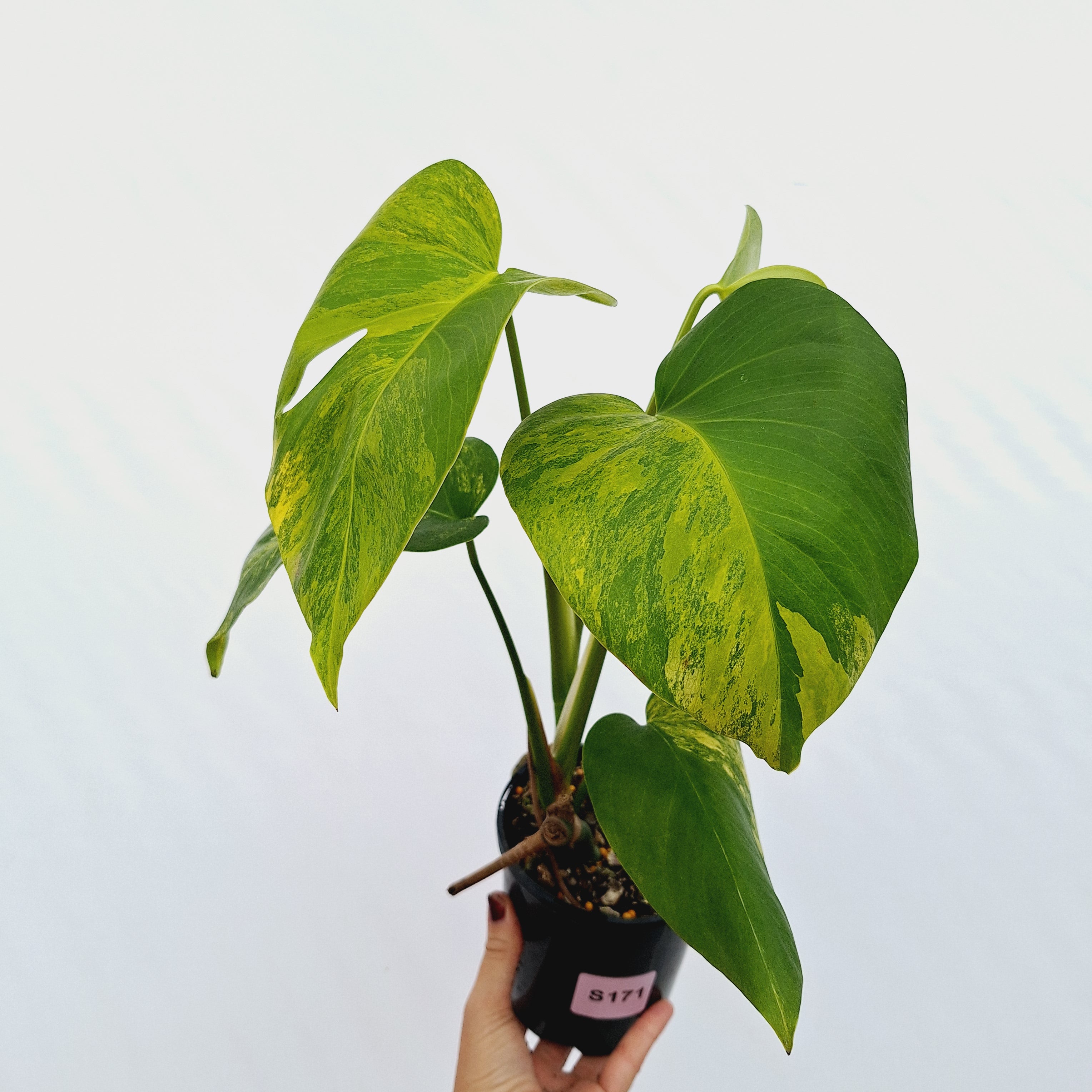 Monstera borsigiana Aurea