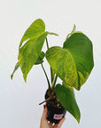 Monstera borsigiana Aurea