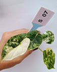 Alocasia Dragon Scale Variegata - Bare Bottom Baby