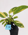 Philodendron Green Congo Variegata (Nuclear)