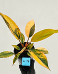 Philodendron 'Rojo Congo Variegated' 125mm