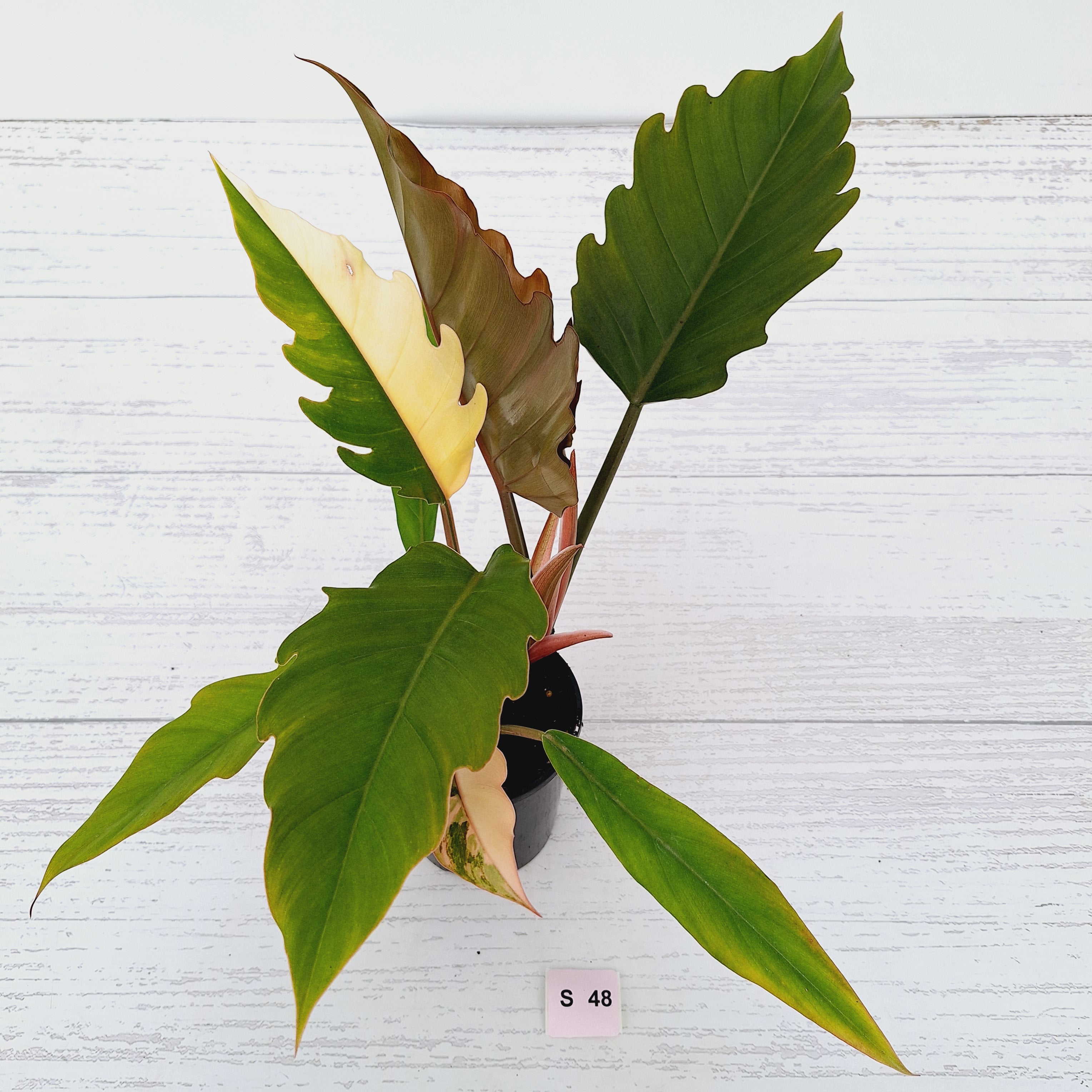 Philodendron serratum Caramel Marble