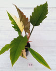 Philodendron serratum Caramel Marble