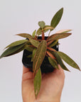 Philodendron 'Orange Princess'