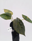 Alocasia ‘wentii’ Variegated