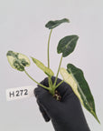 Alocasia Amazonica bambino Variegata - Bare Bottom Baby - SALE