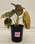 Alocasia ‘wentii’ Variegated - SALE